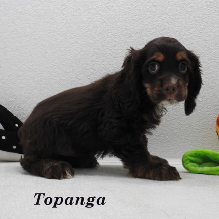 puppy, for, sale, Cocker Spaniel, Joe & Cherri  Overlease, dog, breeder, Miller, MO, dog-breeder, puppy-for-sale, forsale, nearby, find, puppyfind, locator, puppylocator, aca